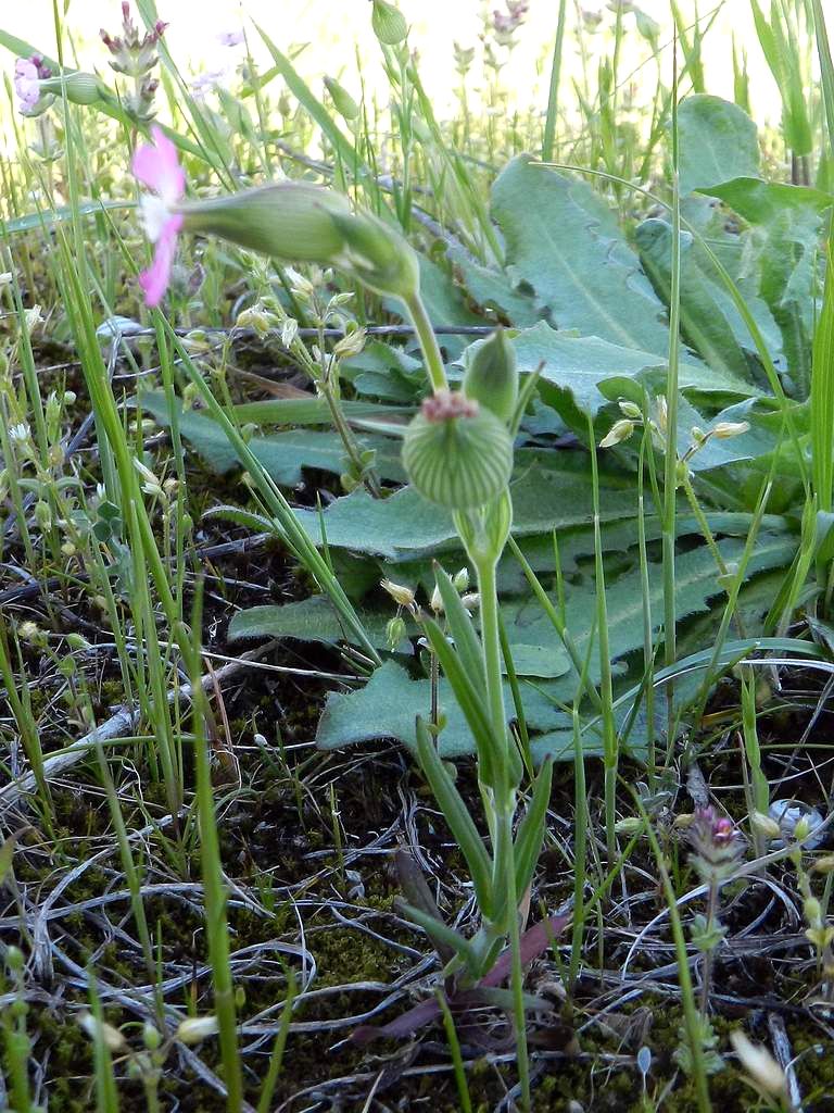 Silene conica / Silene conica